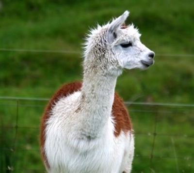 Livestock Feeds for Alpacas Livestock Feeds for Alpacas