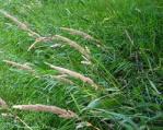 Canary Grasses