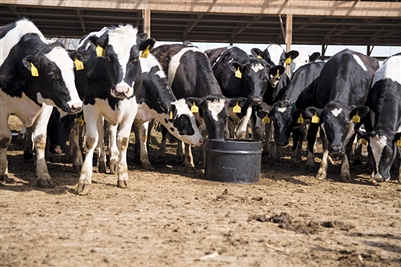 Livestock Feeds & Products - Crystalyx for Dairy Cows