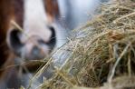 Horse Hay Mix