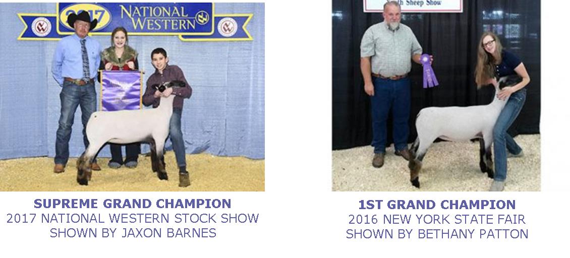 Show Rite Show Lamb Feed Champions