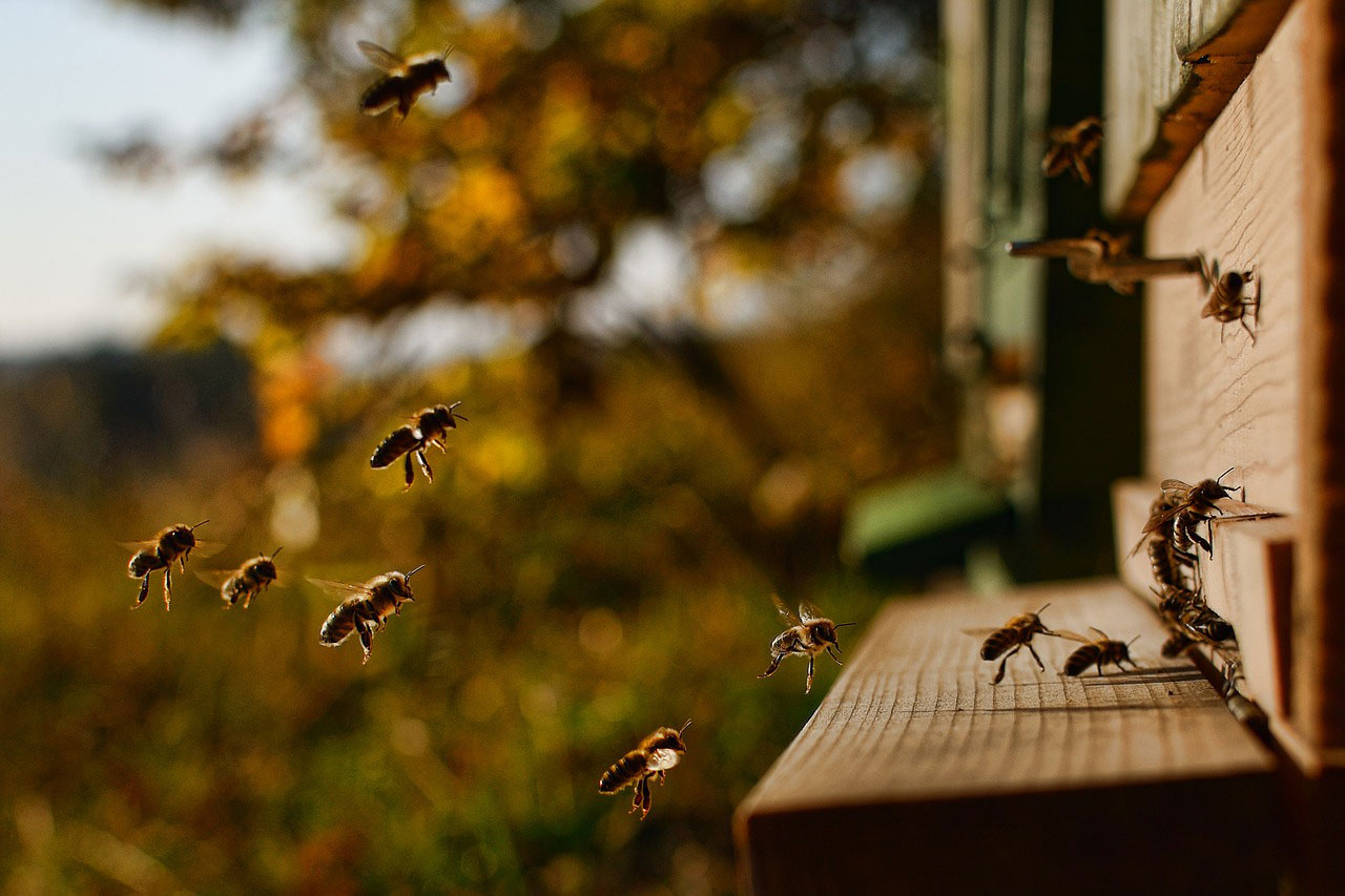 Shamel Milling - Bee Hive Supplement products