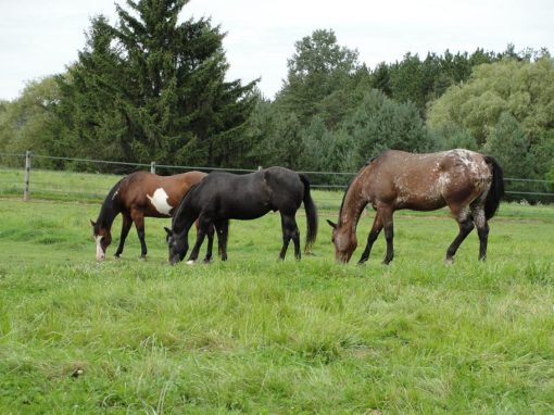 Forage & Pasture Seeds Mixes - Shamel Milling